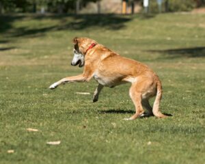 energetic dog leaping in sunlit park landscape