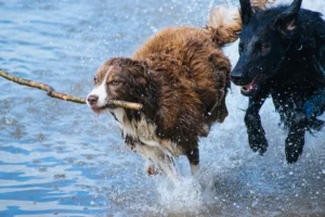 Dogs running water